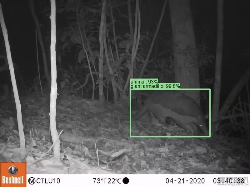谷歌开源物种识别 AI 模型 SpeciesNet,助力野生动物研究插图 谷歌开源物种识别 AI 模型 SpeciesNet,助力野生动物研究