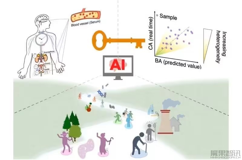 AI 助力,新研究只用 5 滴血就能测出你的真实生理年龄插图 AI 助力,新研究只用 5 滴血就能测出你的真实生理年龄