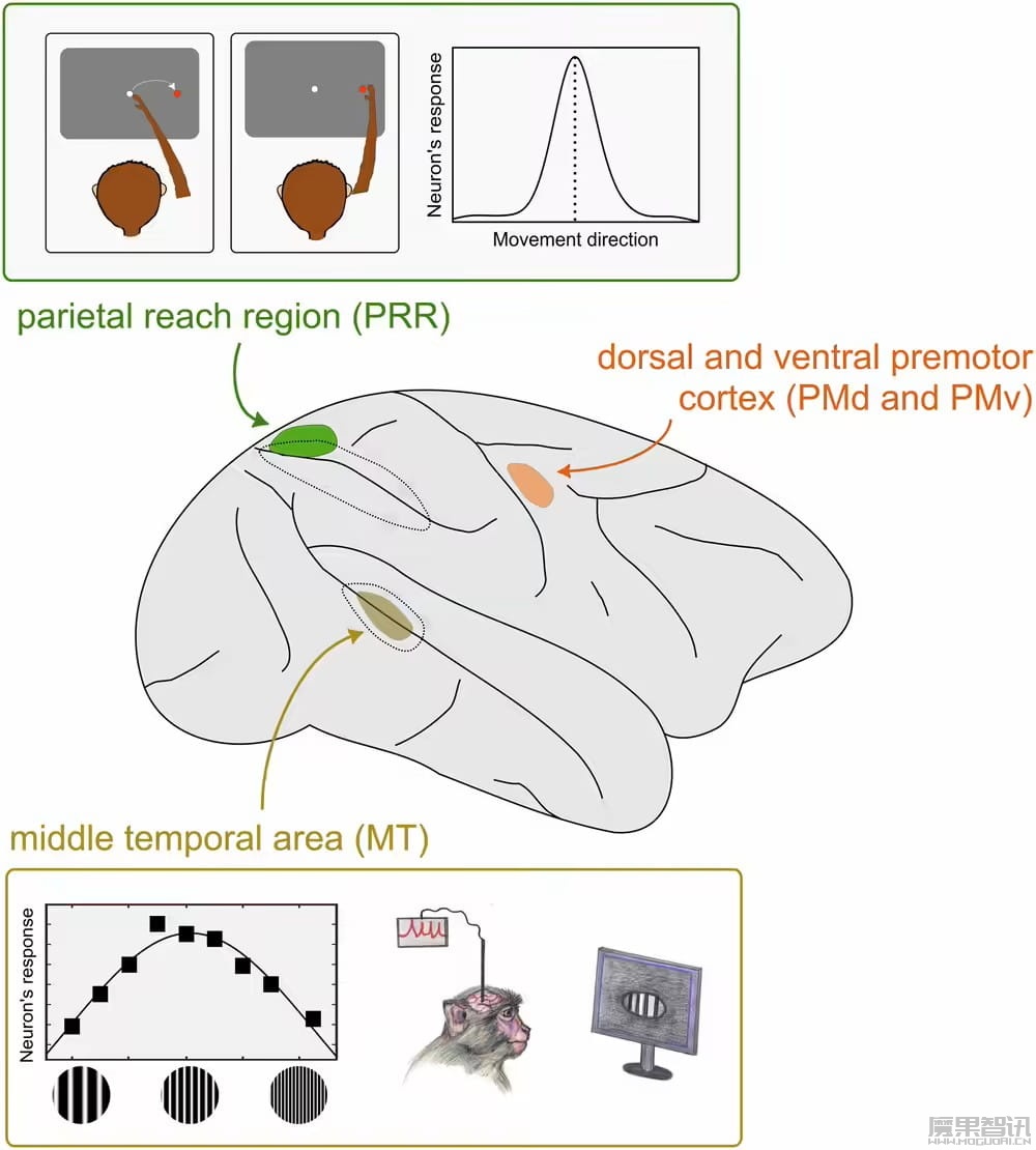 类人机器人里程碑：科学家研制出可切换角色的“全能”人工神经元
