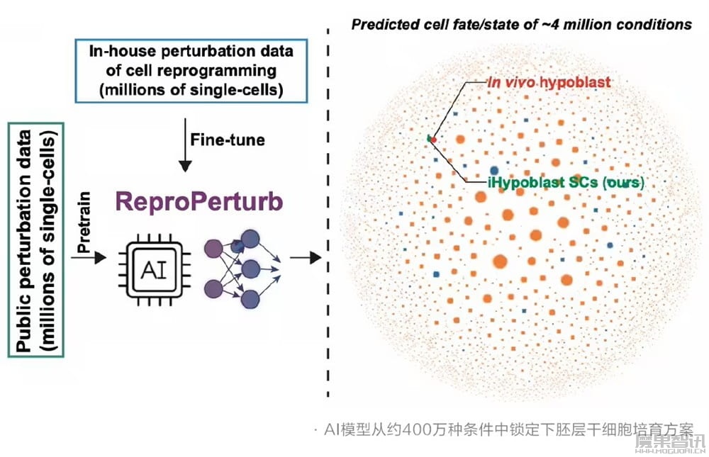 西湖大学联合阿里达摩院推出干细胞 AI 模型“归元”,可精准调控细胞“逆生长”插图 西湖大学联合阿里达摩院推出干细胞 AI 模型“归元”,可精准调控细胞“逆生长”