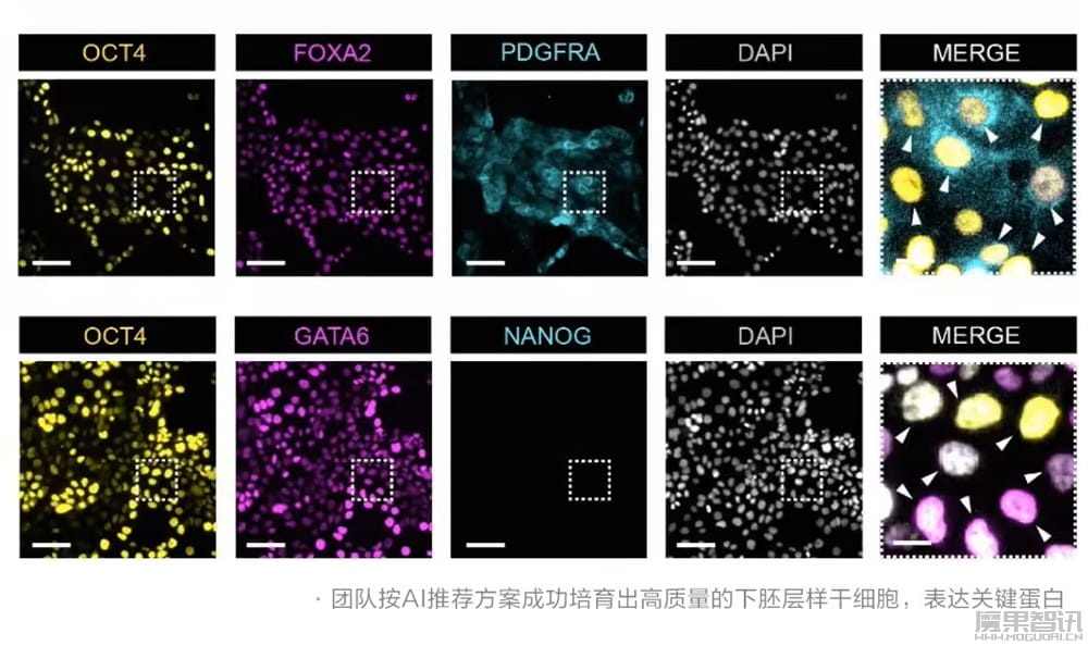 西湖大学联合阿里达摩院推出干细胞 AI 模型“归元”,可精准调控细胞“逆生长”插图1 西湖大学联合阿里达摩院推出干细胞 AI 模型“归元”,可精准调控细胞“逆生长”