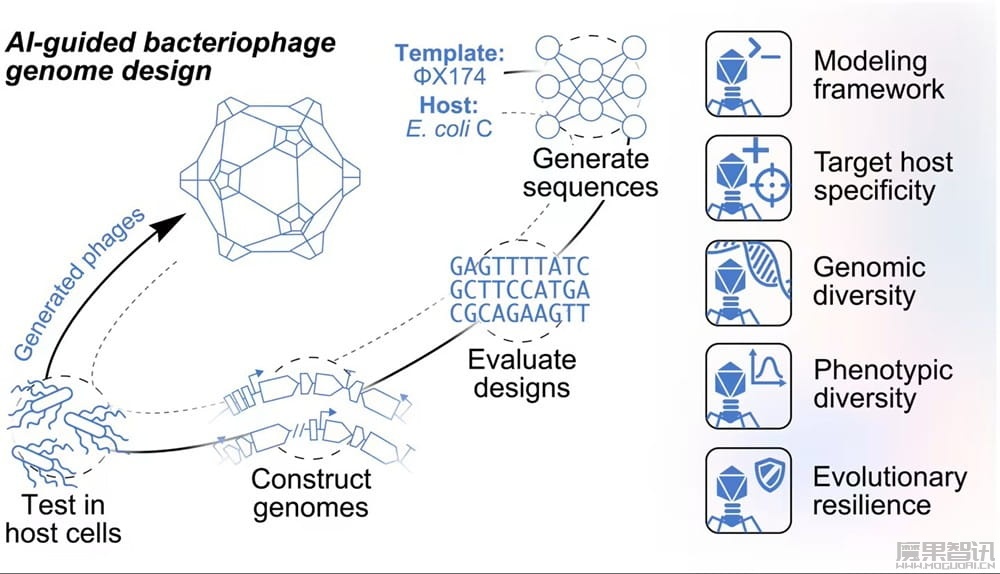 AI 设计病毒问世:首次设计完整基因组,16 种新型噬菌体可杀死大肠杆菌 AI 设计病毒问世:首次设计完整基因组,16 种新型噬菌体可杀死大肠杆菌