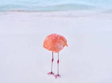 AI 图片大赛闹乌龙，真实照片竟意外斩获两个奖项