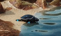 “机器海龟”上岗:Beatbot 推出 RoboTurtle 机器人,可监测水环境、追踪生物特征